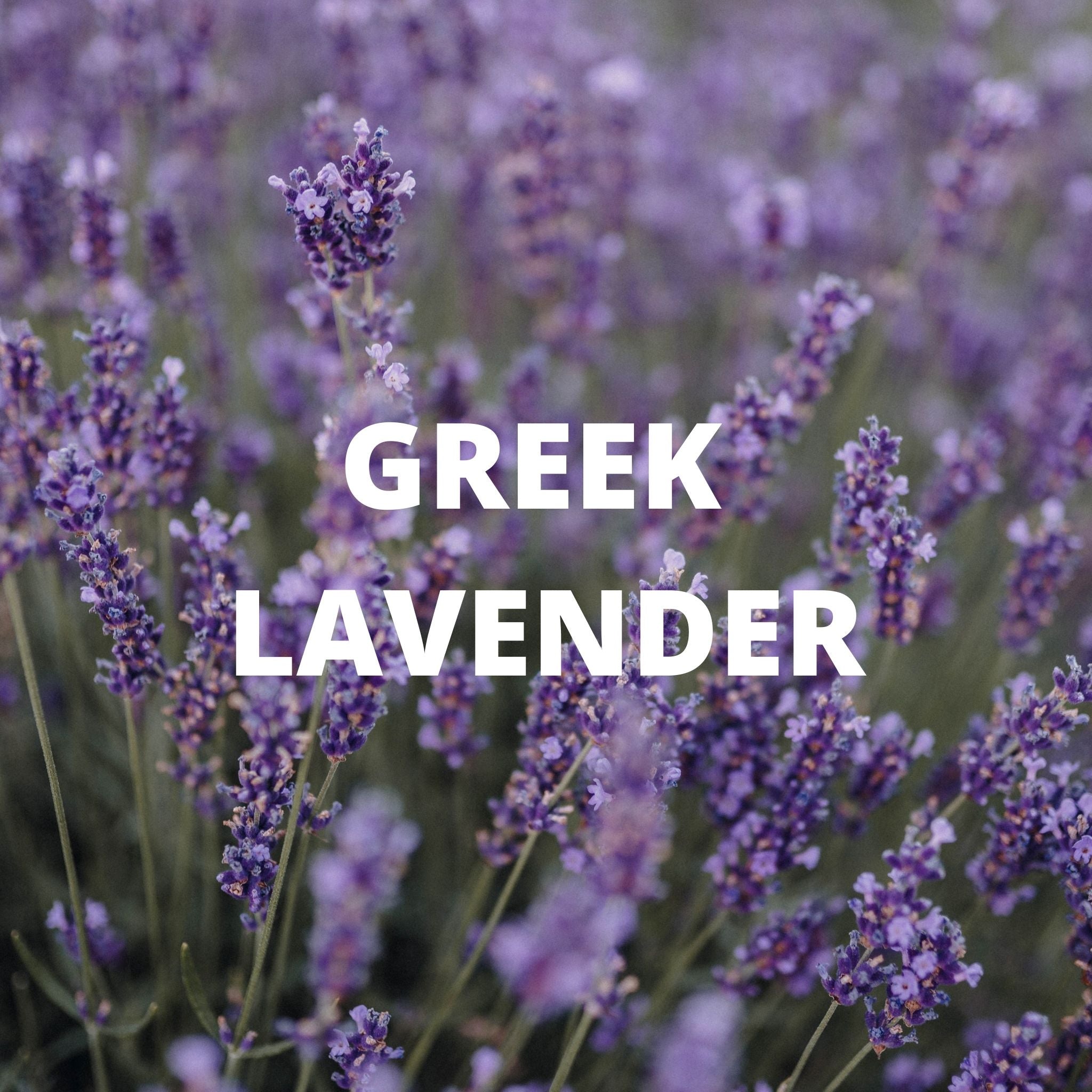 Calm Tea - Greek Superherbs