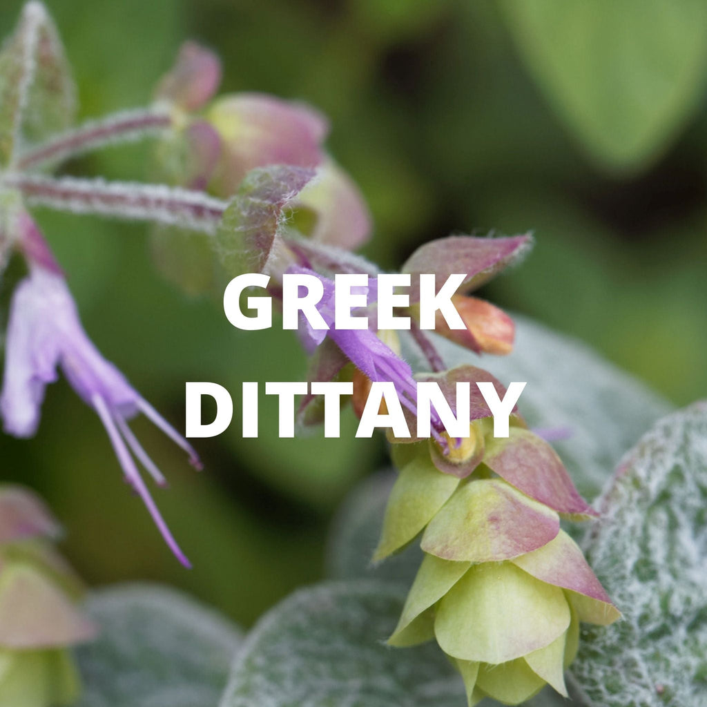 Digestion Tea - Greek Superherbs