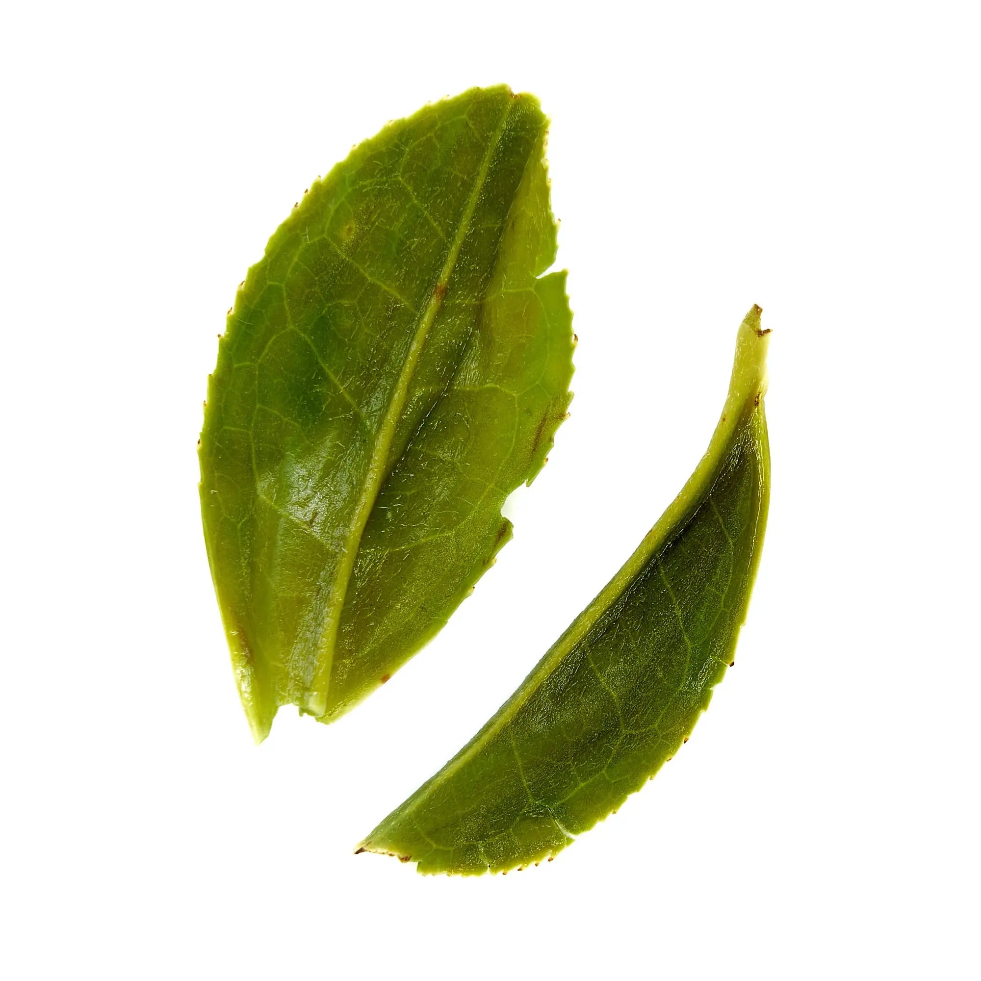 Rare Leaves Emerald - Single Estate Pi Lo Chun Green Tea - August Uncommon Tea