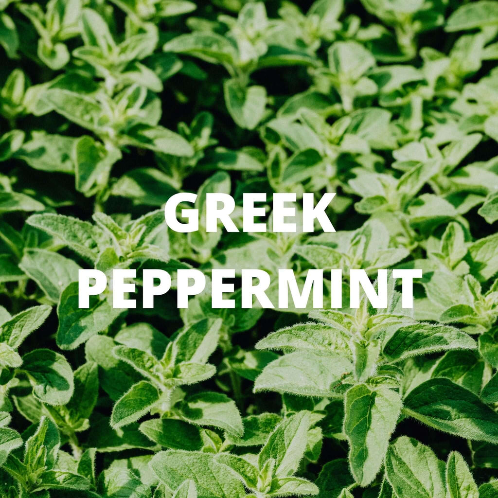 Digestion Tea - Greek Superherbs