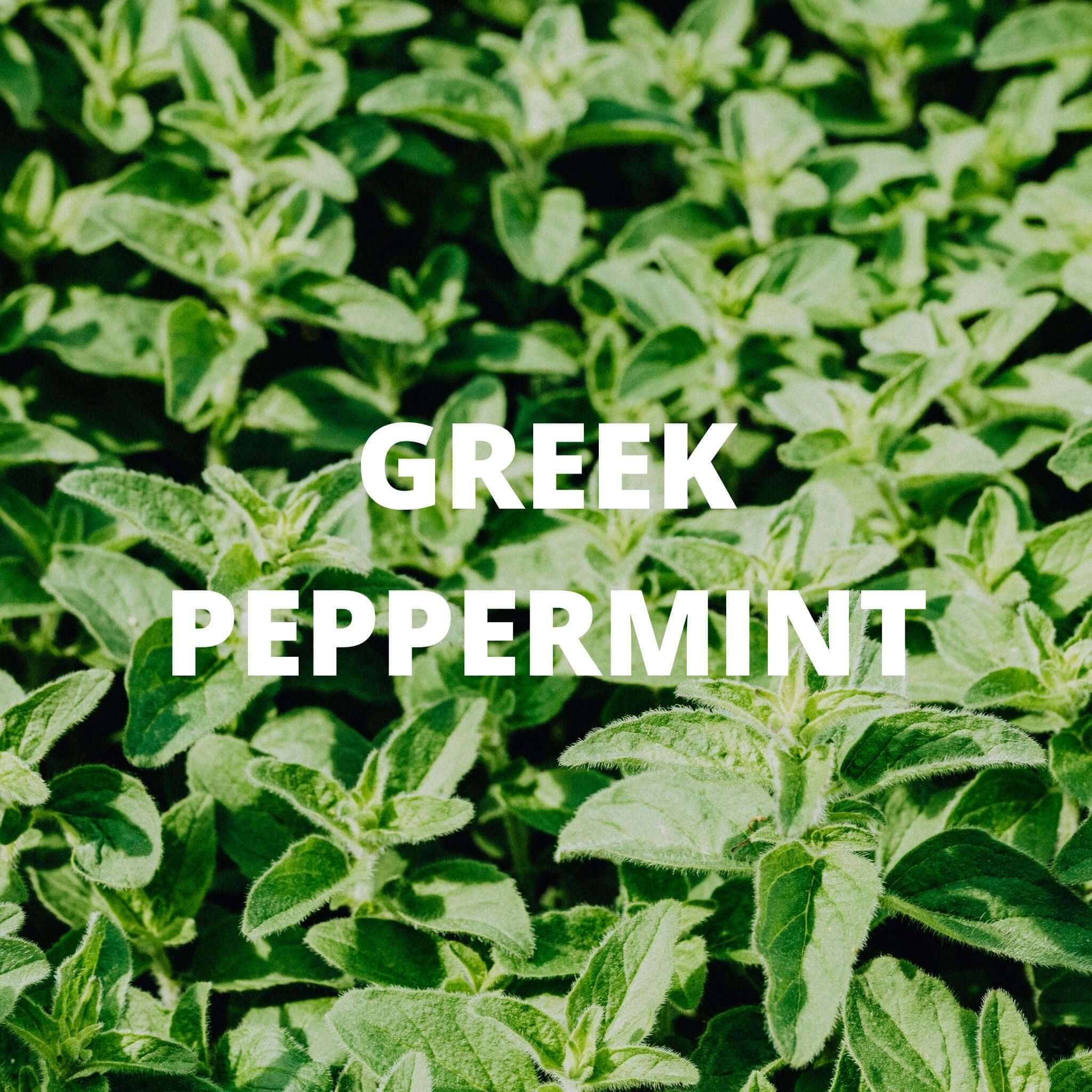 Digestion Tea - Greek Superherbs