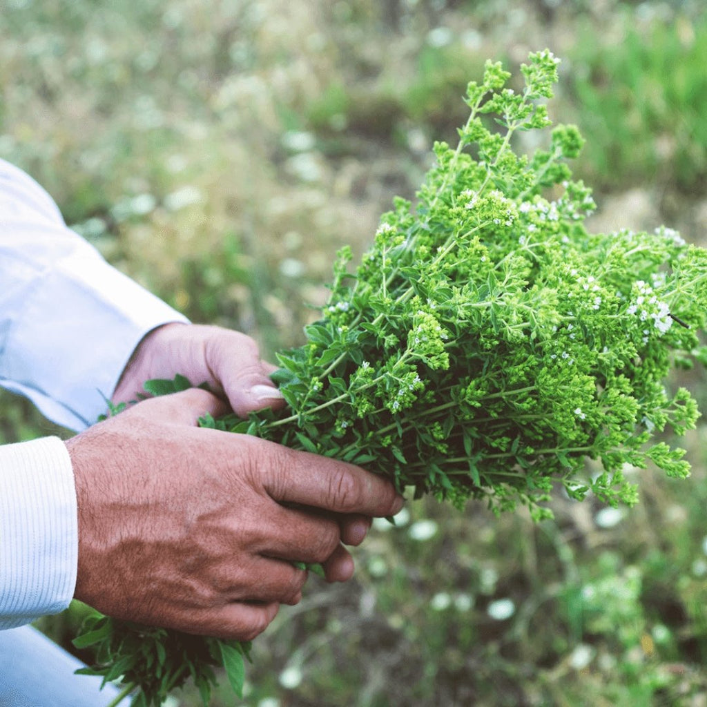 Greek Oregano (Ikaria Blue Zone) - Greek Superherbs
