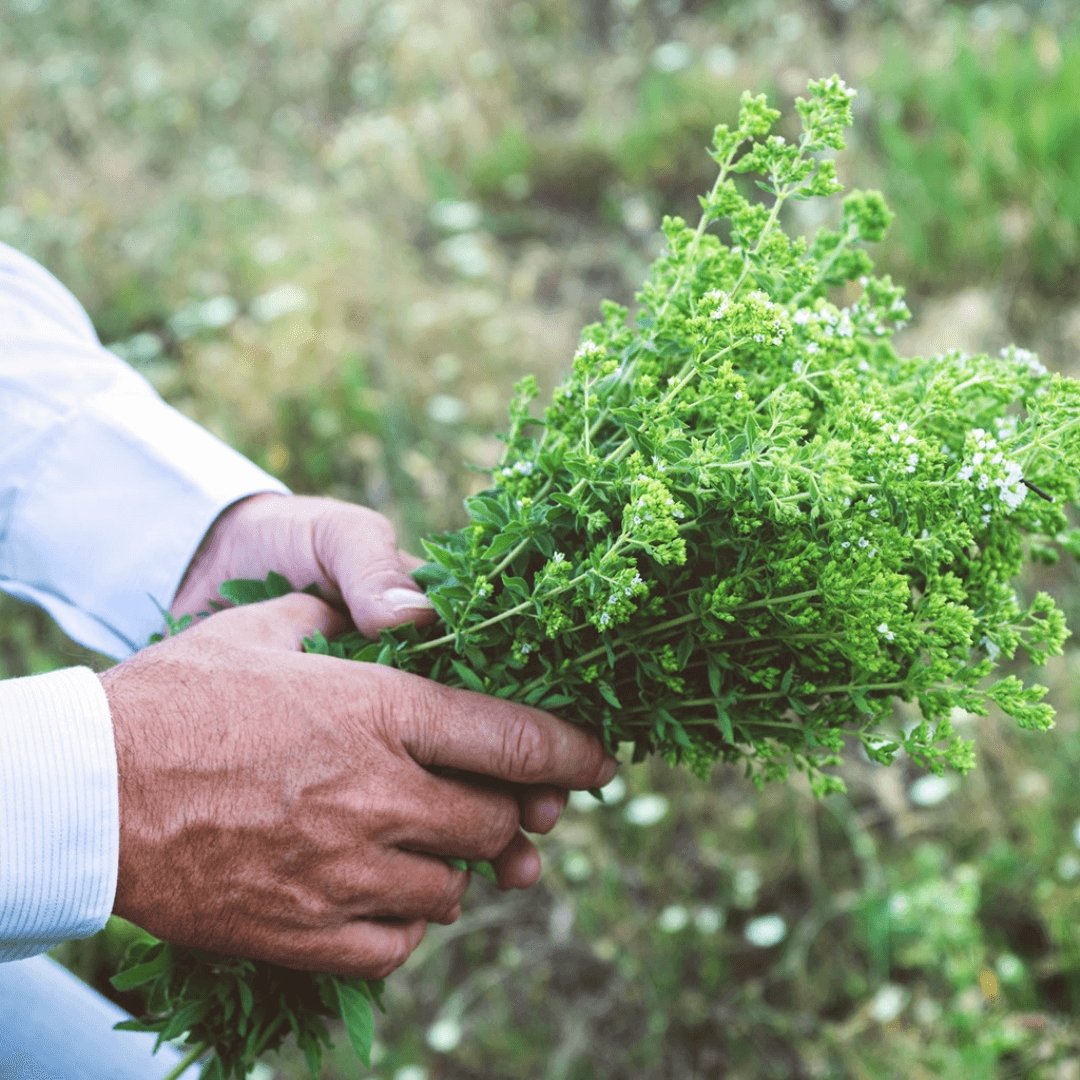 Greek Oregano (Ikaria Blue Zone) - Greek Superherbs