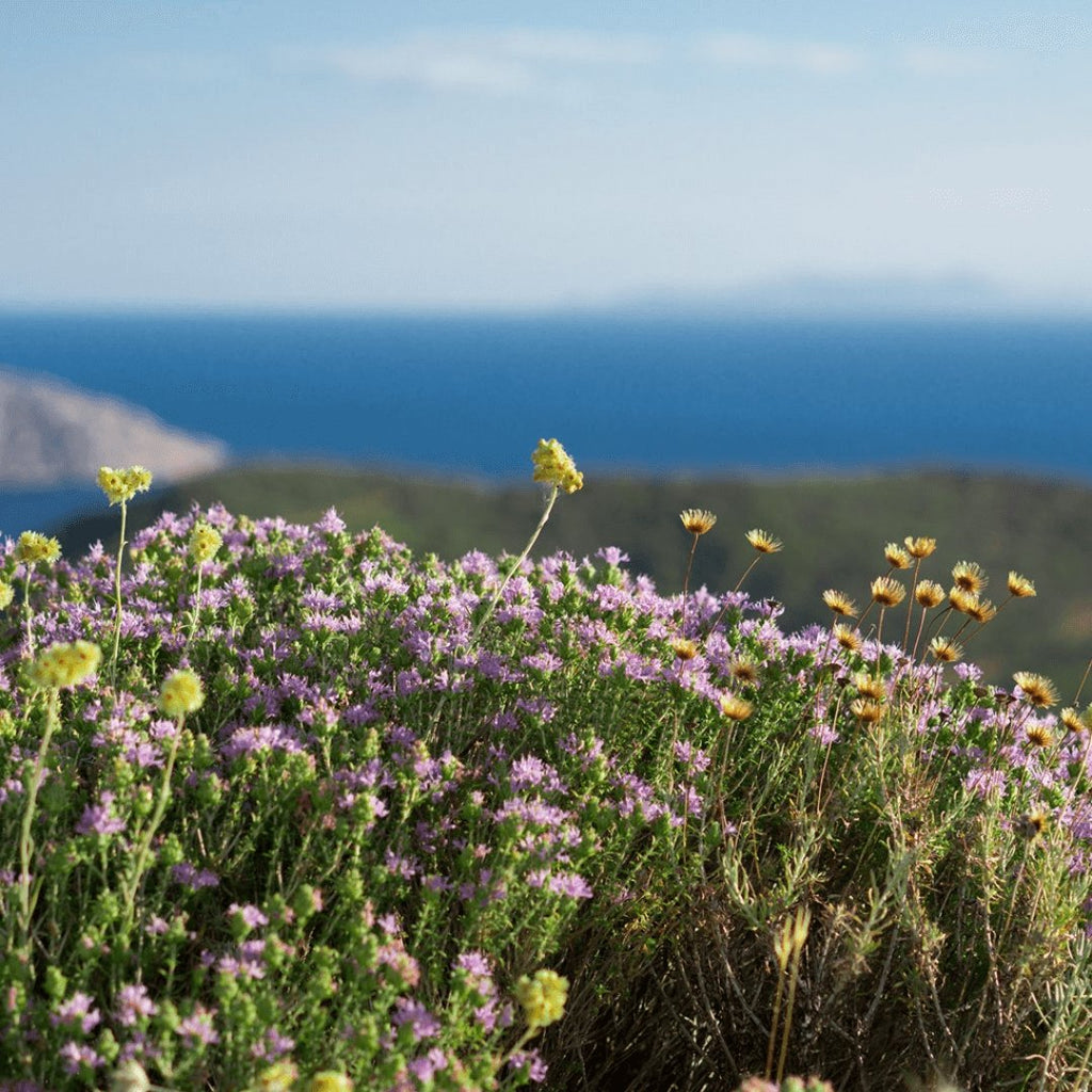 Greek Oregano (Ikaria Blue Zone) - Greek Superherbs
