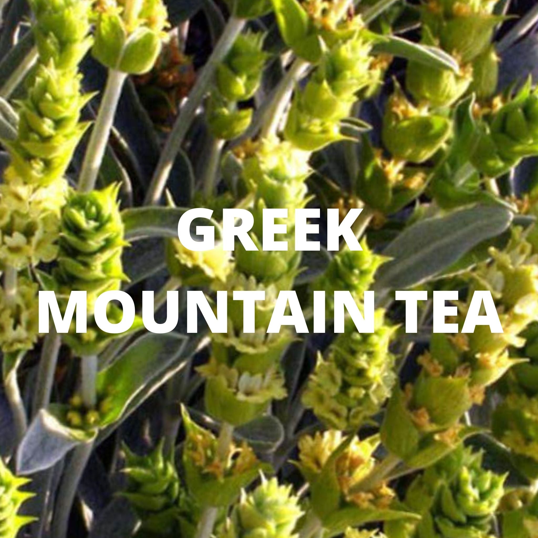 Immune Tea - Greek Superherbs