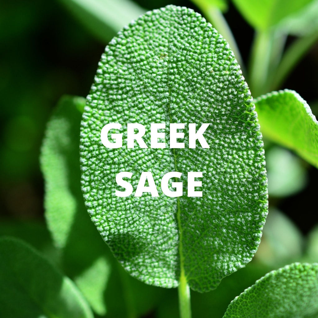 Immune Tea - Greek Superherbs