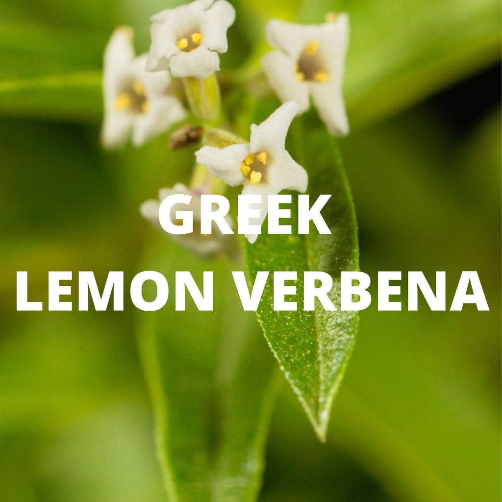 Immune Tea - Greek Superherbs